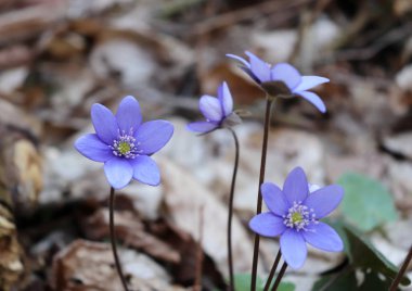 Yosunları, mantarı nobilis çiçek güneşli öğleden sonra bir orman katta. Mavi çiçekler mantarı nobilis ormanda bahar. Mantarı nobilis yakın çekim mavi çiçekler.