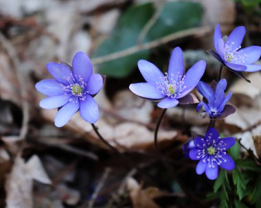 Yosunları, mantarı nobilis çiçek güneşli öğleden sonra bir orman katta. Mavi çiçekler mantarı nobilis ormanda bahar. Mantarı nobilis yakın çekim mavi çiçekler.