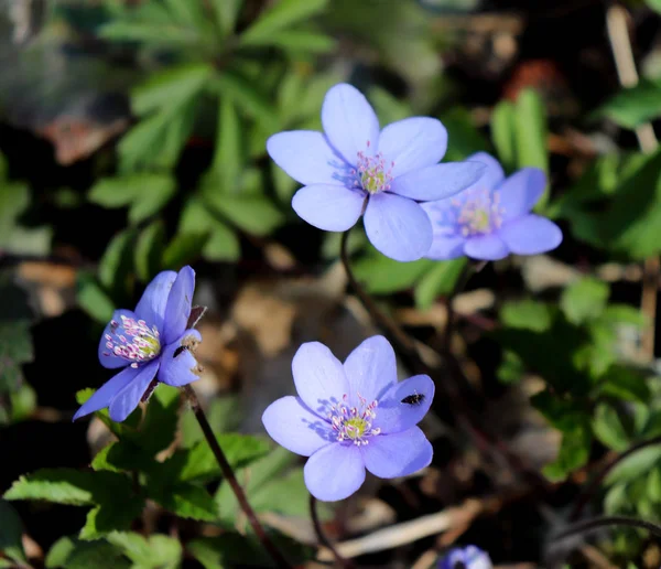 Liverwort, Hepatica nobilis flores en el suelo de un bosque en la tarde soleada. Flores azules de primavera Hepatica nobilis en el bosque. Flores azules de Hepatica nobilis de cerca . — Foto de Stock