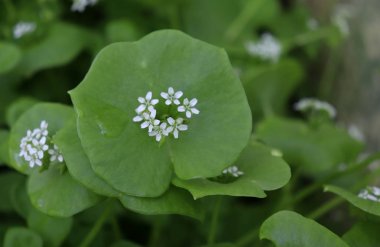 Madenciler marul, kış semizotu, Claytonia perfoliata. Sen-ebilmek kullanma onları içinde taze sebze salata. Kış semizotu ki bu taze neredeyse bütün bir yıl boyunca sahip olduğunu.
