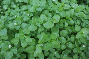 Chickweed, Stellaria medyası. Gençlerin fındık tadı çok hafiftir. Taze sebze salatalarında kullanabilirsin. Chickweed 'in avantajı bütün yıl taze olması..