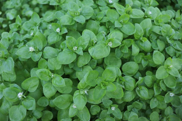 Csirkefű, Stellaria média. Fiatal íze nagyon gyengéd ízű dió. Használhatod friss zöldségsalátákhoz. A csirkefű előnye, hogy szinte egész évben frissen tartjuk.. — Stock Fotó