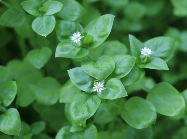 Csirkefű, Stellaria média. Fiatal íze nagyon gyengéd ízű dió. Használhatod friss zöldségsalátákhoz. A csirkefű előnye, hogy szinte egész évben frissen tartjuk.. — Stock Fotó