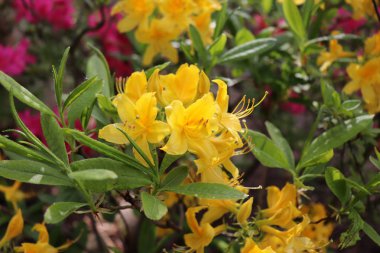 Organik bir bahçede büyük açelya veya orman gülü. Çiçekli açelyaların mevsimi. Açelyalar Rodop dronu cinsinden gölgetoleranslı çiçekli çalılar vardır.