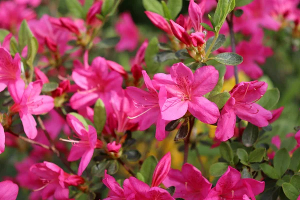 Velká azalka nebo Rhododendron v organické zahradě. Sezóna kvetoucích azaleů. Azaleové jsou tolerantní Kvetoucí keře v rodu Rhododendron. — Stock fotografie