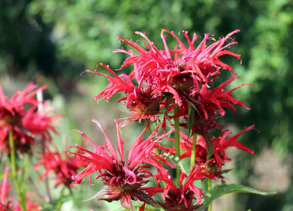 Monarda didyma ,crimson beebalm, scarlet beebalm, Oswego tea, is an aromatic herb.Its odor is considered similar to that of the bergamot orange the source of bergamot oil used to flavor Earl Grey tea.