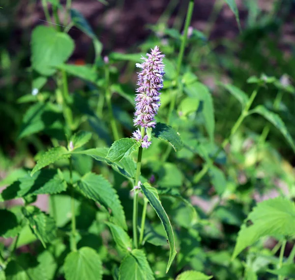 Agastache rugosa is a medicinal and ornamental plant. Commonly known as Korean Mint. Herbs in the garden.Blurred background. — Stock Photo, Image