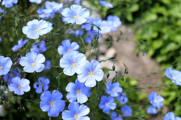 El campo del lino azul florece a la profundidad primaveral superficial del campo. Fondo de flores . —  Fotos de Stock