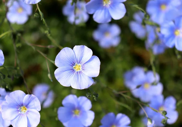 El campo del lino azul florece a la profundidad primaveral superficial del campo. Fondo de flores . —  Fotos de Stock