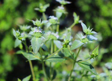 Amerikan Naneamerika Birleşik Devletleri aslen bir süs bitkisidir. Bitki yeşil yaprakları, beyaz çiçekler ile karakterizedir. Nane çayı soğuk algınlığı tedavisinde kullanılır.