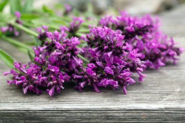Betonica officinalis, ortak isimleri betony, mor betony, ortak hedgenettle - çiçekli bitki ahşap arka plan üzerinde izole. Şifalı bitkiler.
