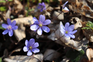 Yosunları, mantarı nobilis çiçek güneşli öğleden sonra bir orman katta. Mavi çiçekler mantarı nobilis ormanda bahar. Mantarı nobilis yakın çekim mavi çiçekler.