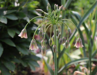Allium bulgaricum. Ayrıca Nectaroscordum siculum var. bulgaricum olarak da bilinir. Kremsi var, çan şeklinde çiçekler, ve gri-yeşil yaprakları ilginç spiral katlanmış almak.