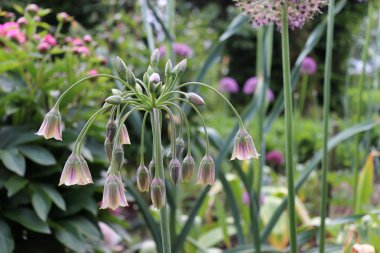 Allium bulgaricum. Ayrıca Nectaroscordum siculum var. bulgaricum olarak da bilinir. Kremsi var, çan şeklinde çiçekler, ve gri-yeşil yaprakları ilginç spiral katlanmış almak.