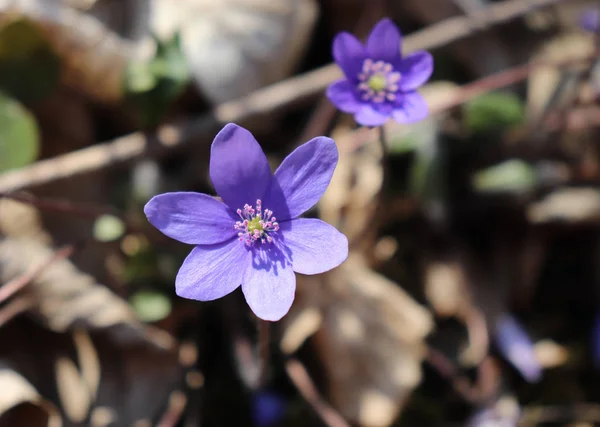 Leberblümchen, Hepatica nobilis blüht am sonnigen Nachmittag auf einem Waldboden. Frühling blau blüht hepatica nobilis im Wald. blaue Blüten von hepatica nobilis aus nächster Nähe. — Stockfoto