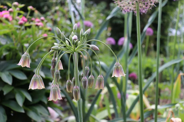 Allium bulgaricum. Ayrıca Nectaroscordum siculum var. bulgaricum olarak da bilinir. Kremsi var, çan şeklinde çiçekler, ve gri-yeşil yaprakları ilginç spiral katlanmış almak.
