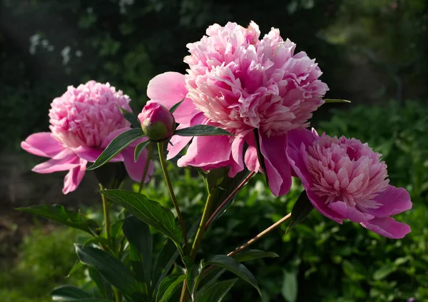 图为粉红色牡丹花的特写背景模糊。美丽的多年生开花灌木. — 图库照片