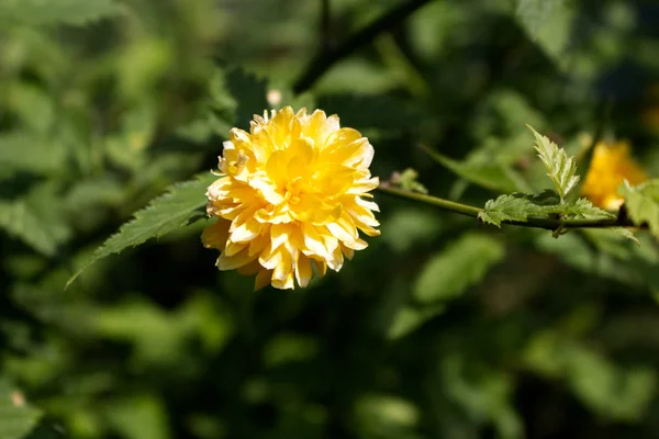 노란색 꽃 식물, Kerria 나무 pleniflora의 세부 사항. — 스톡 사진