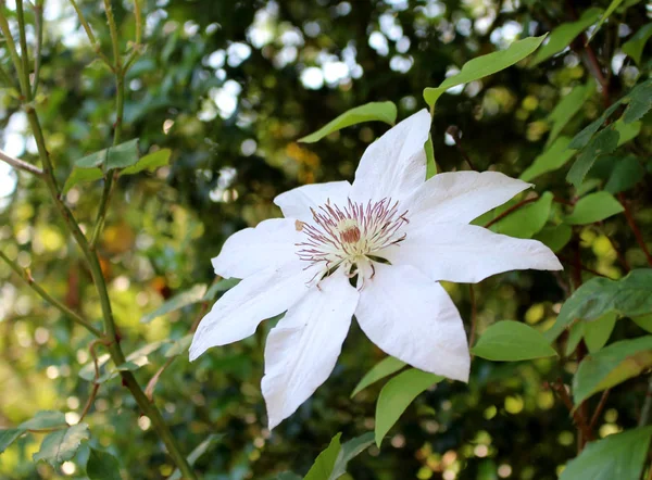 Vibrant white clematis in an outdoor setting.Shallow depth of field. Nature concept. — Stock Photo, Image