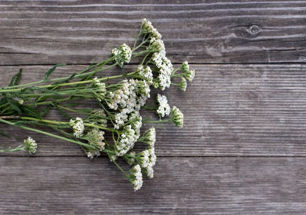 Primo piano di achillea millefolium fiore, comunemente noto come achillea o achillea comune su tavole di legno rustico intemperie. Pianta medicamentosa.Spazio vuoto per il testo . — Foto Stock