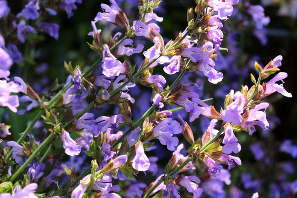 Close up beautiful blue Salvia flower blooming in outdoor garden with blurred background.Purple Salvia is herbal plant in the mint family.Botanical,natural,herb and flower — Stock Photo, Image