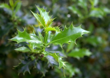 Avrupa'da Noel'in sembolü. Sonbahar havasında ağaçta keskin yapraklar.