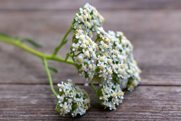 Primo piano di achillea millefolium fiore, comunemente noto come achillea o achillea comune su tavole di legno rustico intemperie. Pianta medicamentosa.Spazio vuoto per il testo . — Foto Stock