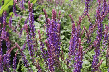 Salvia nemorosa, ormanlık adaçayı orta Avrupa ve Batı Asya'nın geniş bir alana özgü bir hardy otsu çok yıllık bitkidir. Bulanık arka plan.