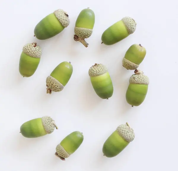 흰색 배경에 작은 그룹 녹색 도토리와 낭만적 인 가을 정물 생활. 클로즈업. — 스톡 사진