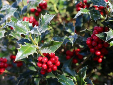 Avrupa'da Noel'in sembolü. Soğuk kış havasında bir ağaç üzerinde holly güzel kırmızı çilek ve keskin yaprakları Closeup.
