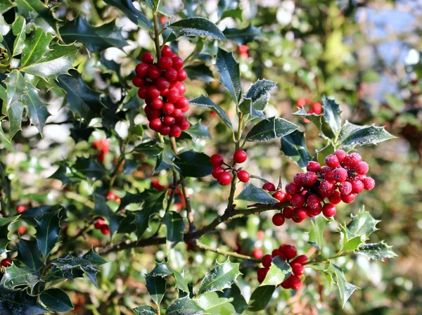 Símbolo de la Navidad en Europa. Primer plano de acebo hermosas bayas rojas y hojas afiladas en un árbol en clima frío de invierno . —  Fotos de Stock