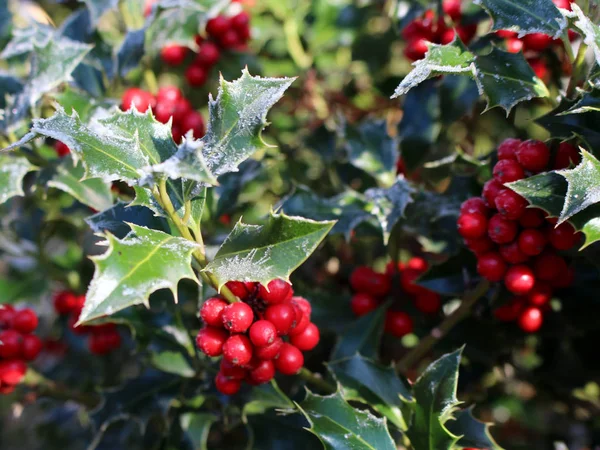 Symbole de Noël en Europe. Gros plan de houx belles baies rouges et des feuilles acérées sur un arbre par temps froid d'hiver . — Photo