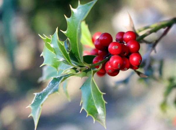 Symbole de Noël en Europe. Gros plan de houx belles baies rouges et des feuilles acérées sur un arbre par temps froid d'hiver . — Photo