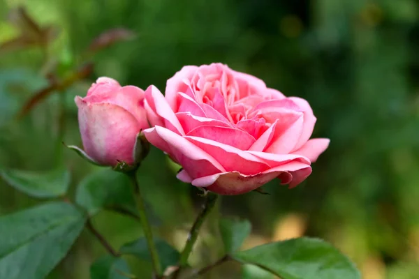 Closeup of beautiful pink rose photographed in organic garden with blurred leaves.Nature and roses concept.