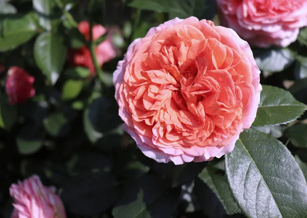 Närbild av vacker rosa ros fotograferad i ekologisk trädgård med suddiga blad. Natur och rosor koncept. — Stockfoto