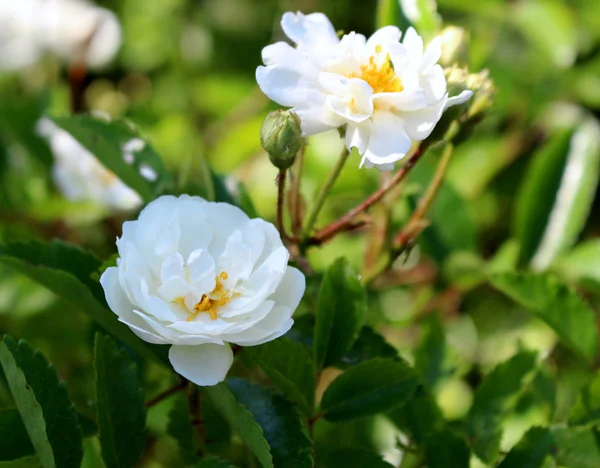 Close-up van mooie witte roos gefotografeerd in biologische tuin met vervaagde bladeren. Natuur en rozen — Stockfoto