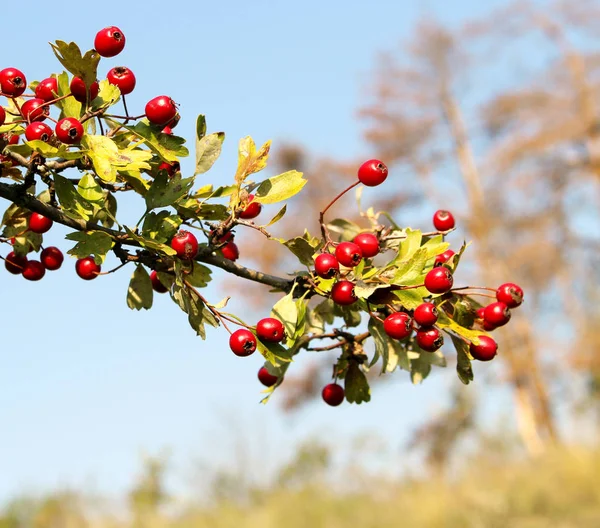 Ярко-красные ягоды и зеленые листья на ветке боярышника осенью. . — стоковое фото