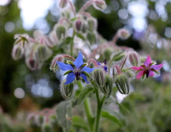 Borage officinalis blue flower in a garden.Borago officinalis, also known as a starflower, is an annual herb in the flowering plant. — Stock Photo, Image