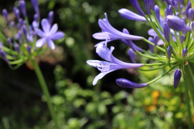 Taze Agapanthus mor çiçeğinin yakın çekim. Çiçekler ve doğa konsepti.