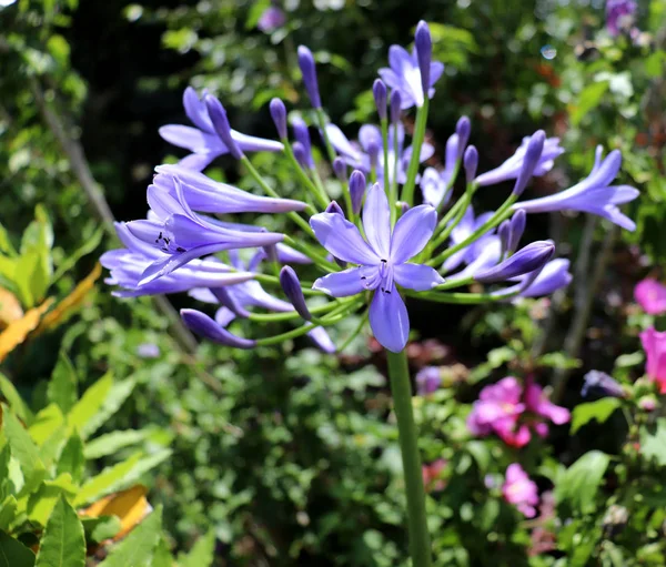 新鲜阿加潘图斯紫色花的特写镜头。花卉与自然概念. — 图库照片