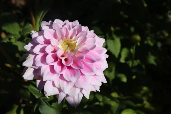 Blooming pink dahlia in the garden. Dahlia is a genus of bushy, tuberous, herbaceous perennial plants native to Mexico. There are 42 species of dahlia, with hybrids commonly grown as garden plants.