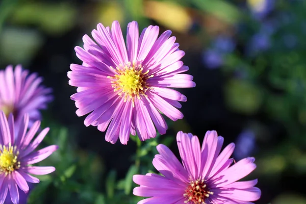 Ροζ Άστερ κεφάλι λουλούδι εναντίον του είναι φυσικό φόντο φύλλωμα. Λουλούδια και φύση. — Φωτογραφία Αρχείου
