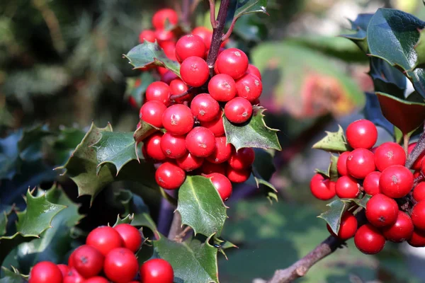 Symbol of Christmas in Europe. Closeup of holly beautiful red berries and sharp leaves on a tree in autumn weather. — Stock Photo, Image