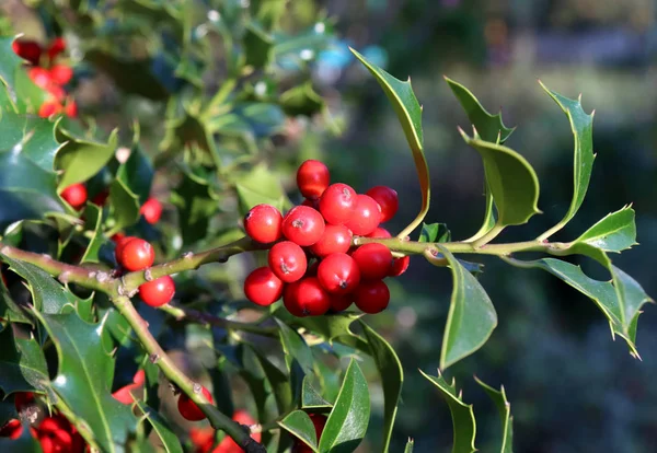 Symbole de Noël en Europe. Gros plan de houx belles baies rouges et des feuilles acérées sur un arbre par temps d'automne . — Photo