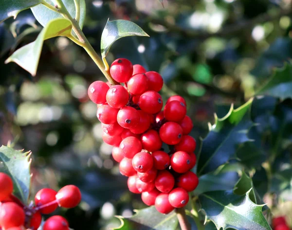 Symbol för jul i Europa. Närbild av holly vackra röda bär och skarp löv på ett träd i höstväder. — Stockfoto