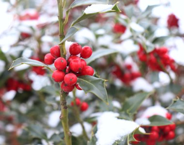 Avrupa'da Noel'in sembolü. Soğuk kış havasında bir ağaç üzerinde holly güzel kırmızı çilek ve keskin yaprakları Closeup.