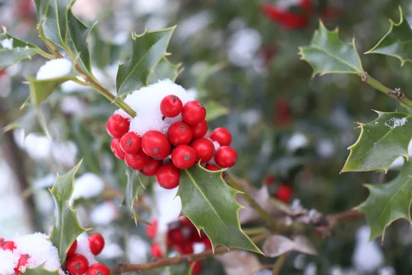 Symbol of Christmas in Europe. Closeup of holly beautiful red berries and sharp leaves on a tree in cold winter weather. — Stock Photo, Image