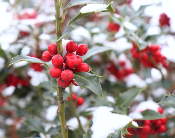 Symbol för julen i Europa. Närbild av Holly vackra röda bär och vassa löv på ett träd i kallt vinterväder. — Stockfoto