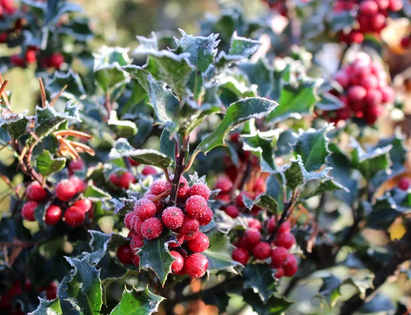 Symbole de Noël en Europe. Gros plan de houx belles baies rouges et des feuilles acérées sur un arbre par temps froid d'hiver — Photo
