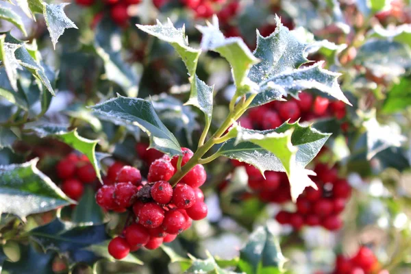 Symbol vánočních svátků v Evropě. V zimě za studeného zimního počasí se na stromě nacházejí nádherné červené bobule a ostré listí — Stock fotografie